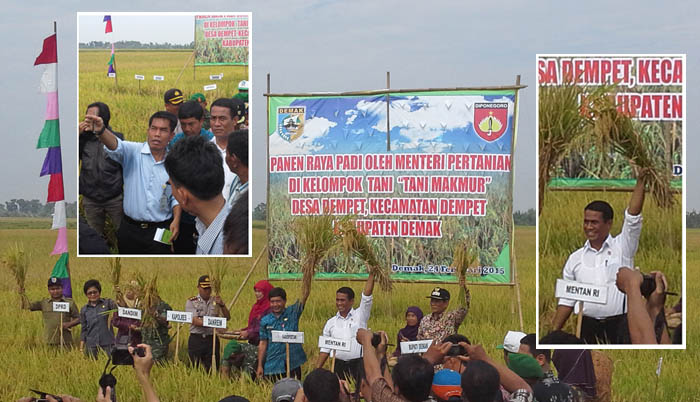 Panen Beras di Kabupaten Demak Capai 9,2 Ton per Hektar